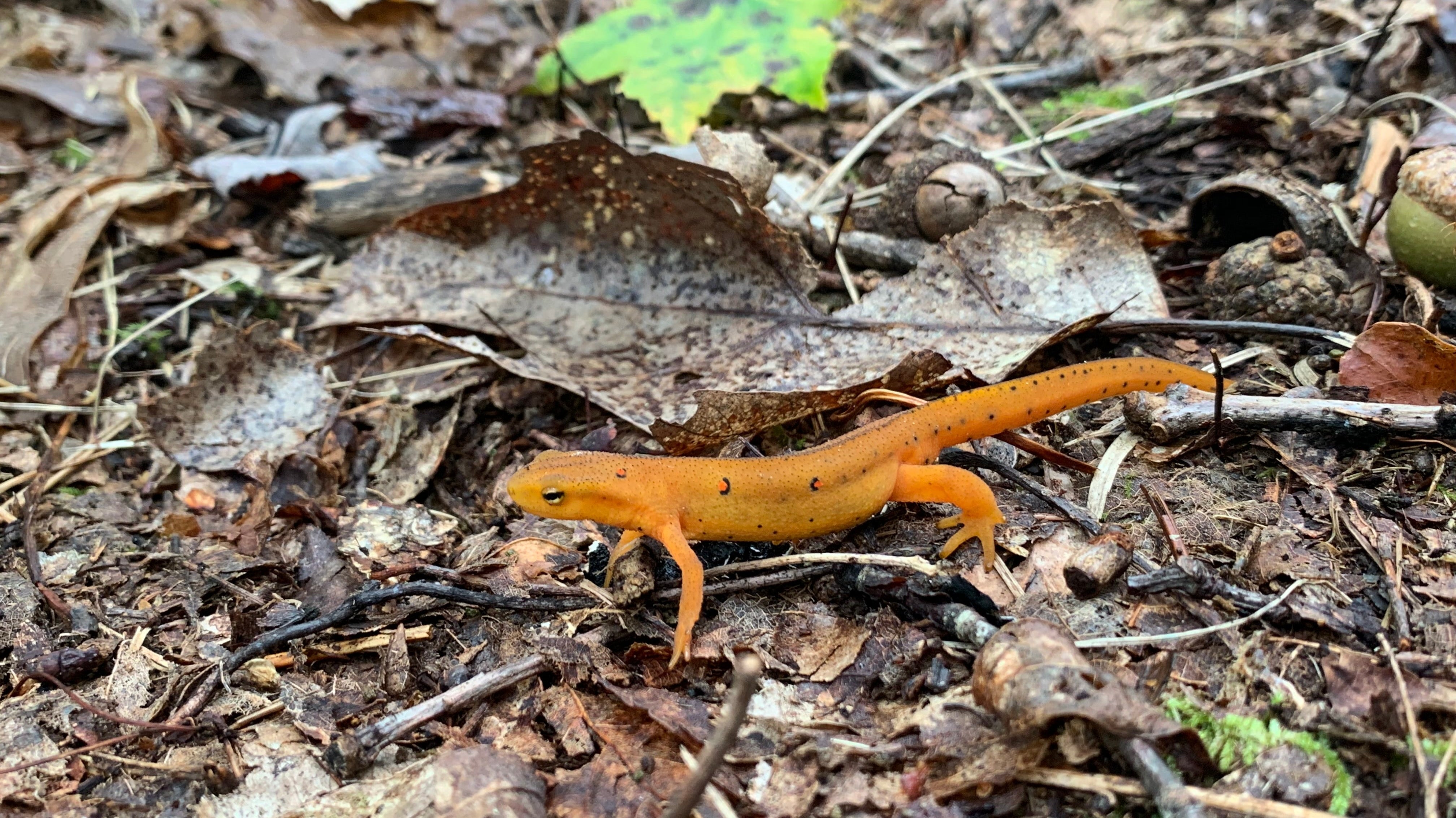 Why Are Red Efts Everywhere After It Rains?