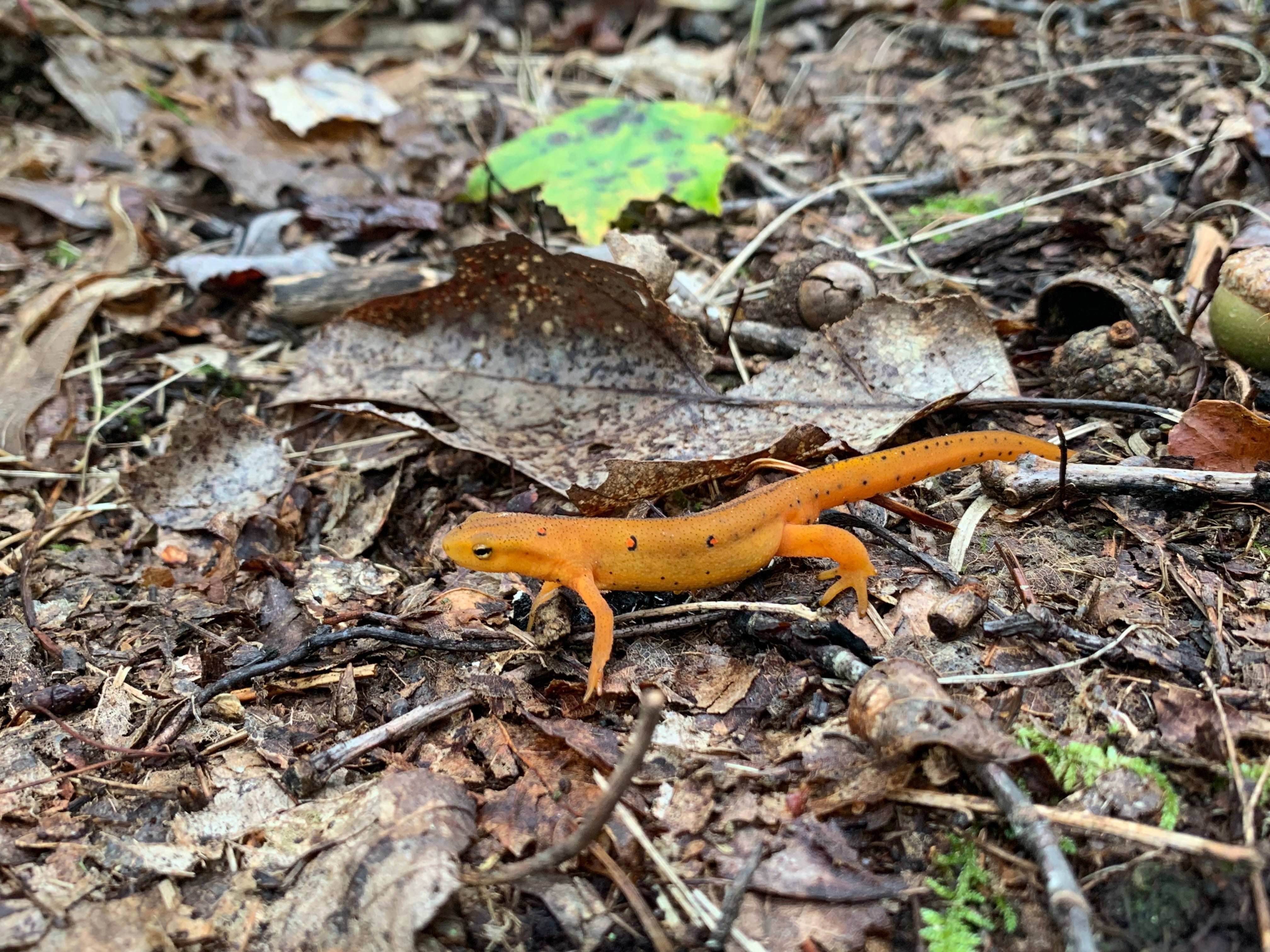 Why Are Red Efts Everywhere After It Rains?