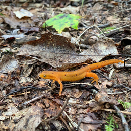 Why Are Red Efts Everywhere After It Rains?