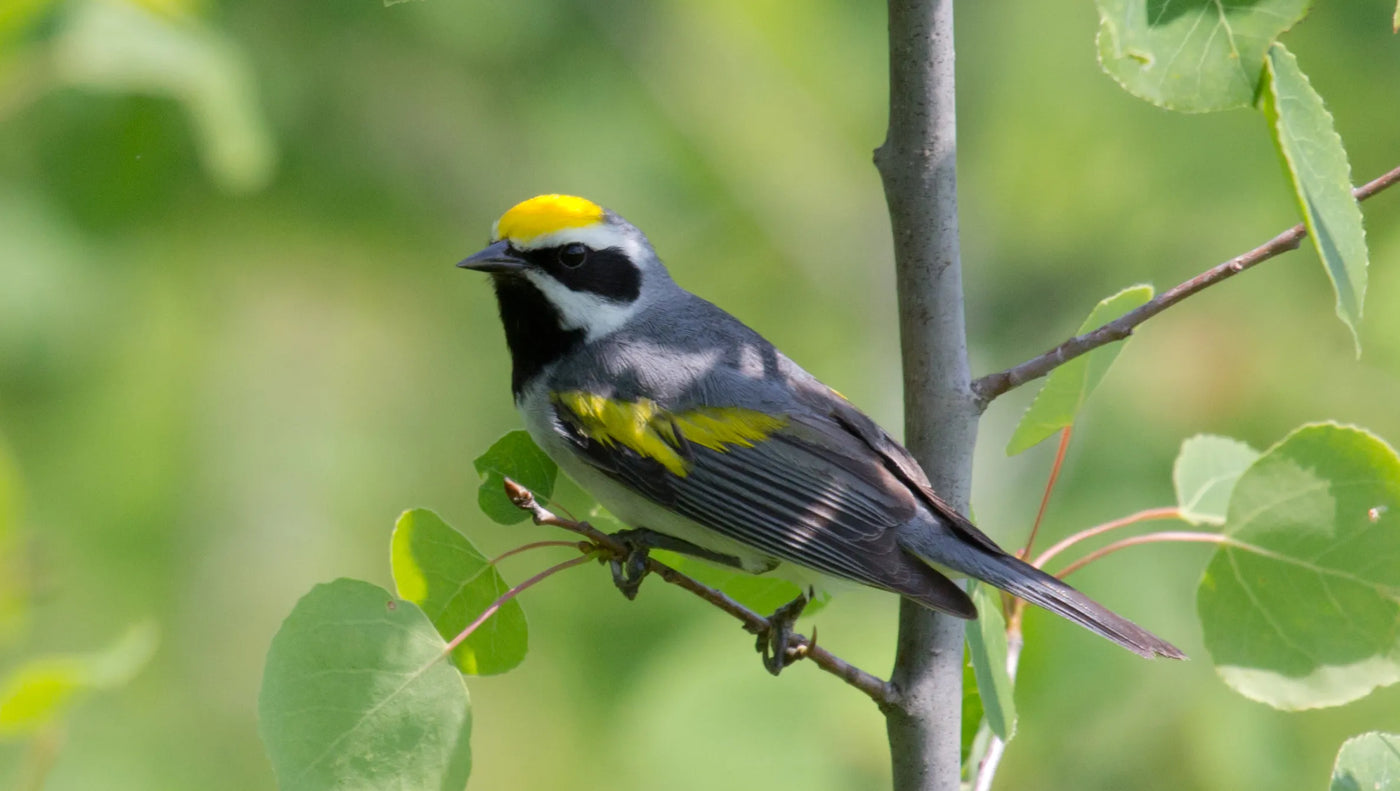 The Golden-Winged Warbler