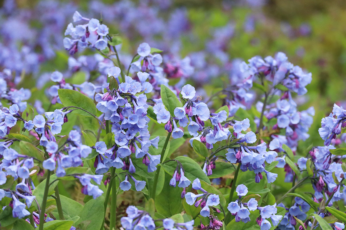 The Virginia Bluebell 