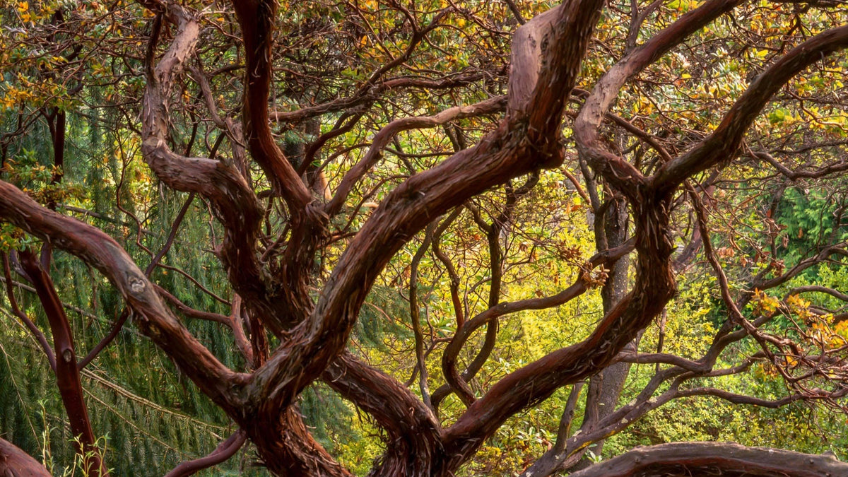 Casa de Luna Manzanita Forest