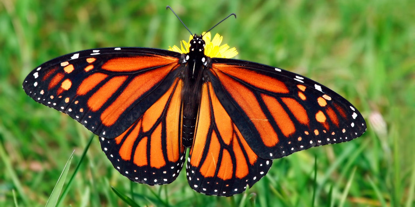 The Monarch Butterfly