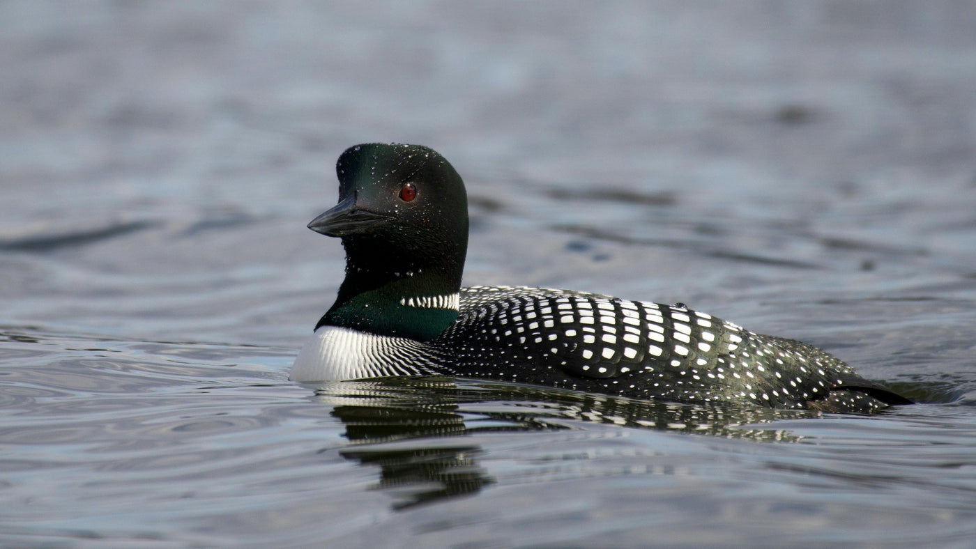 The Loon