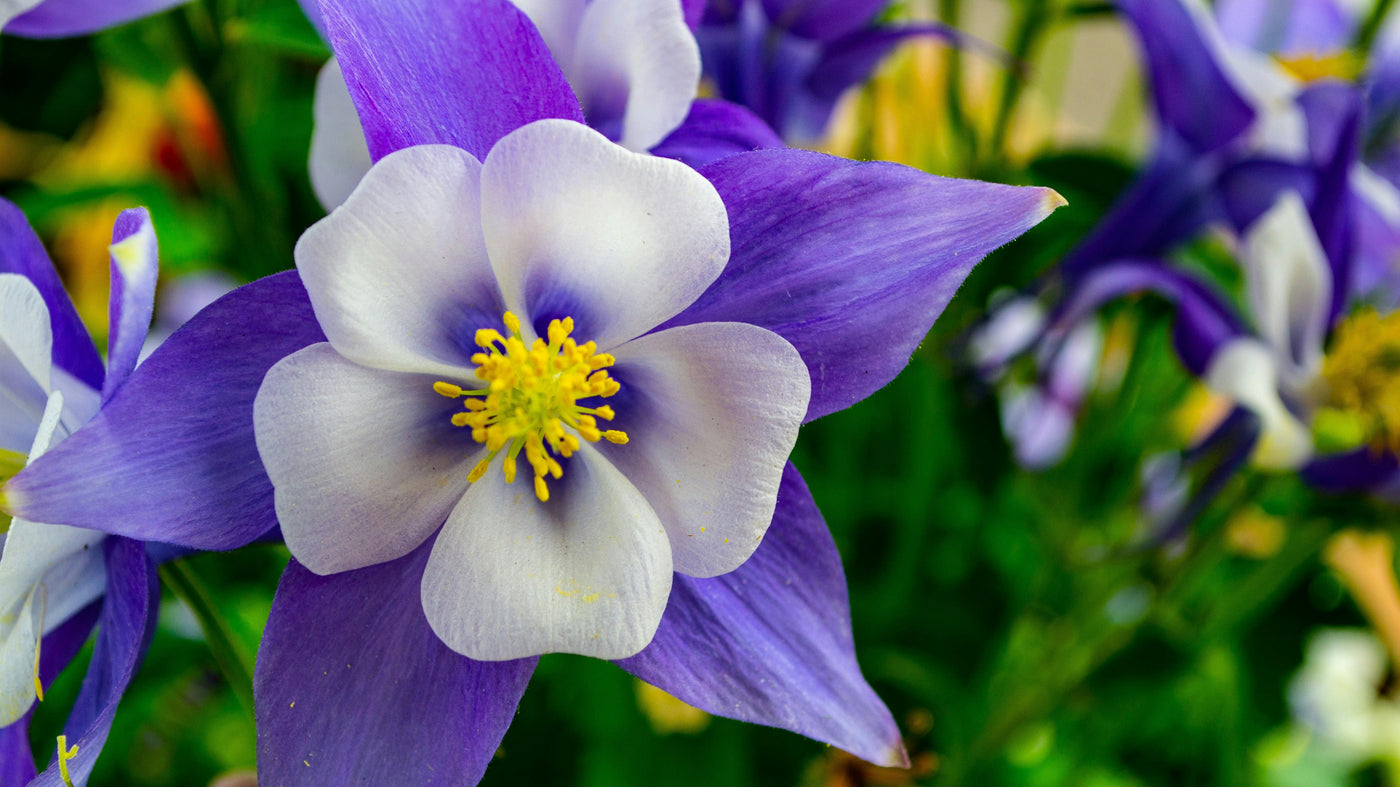 The Continental Divide Trail Florals