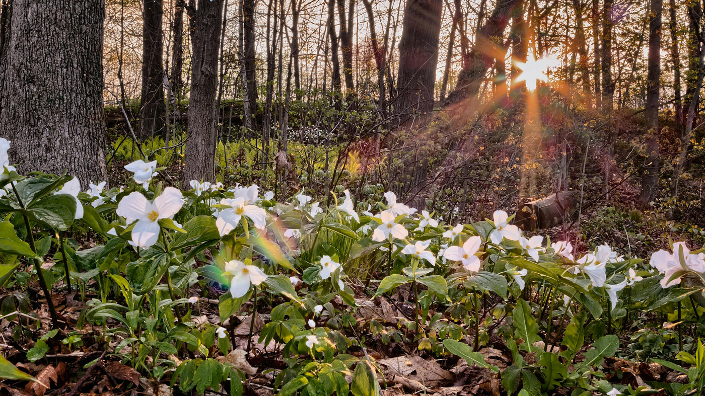The Trillium