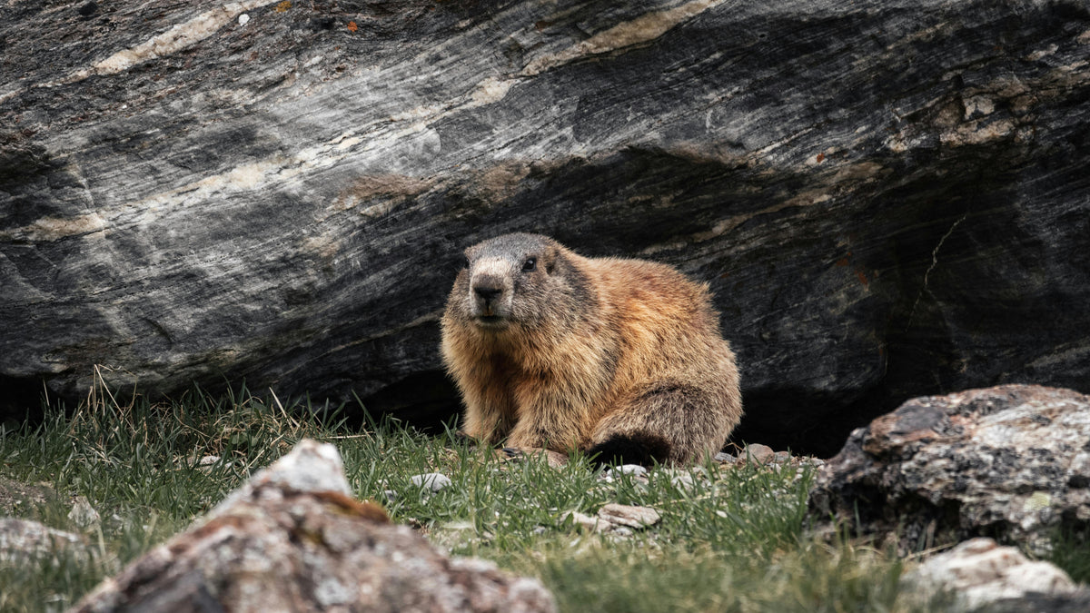 The Marmot