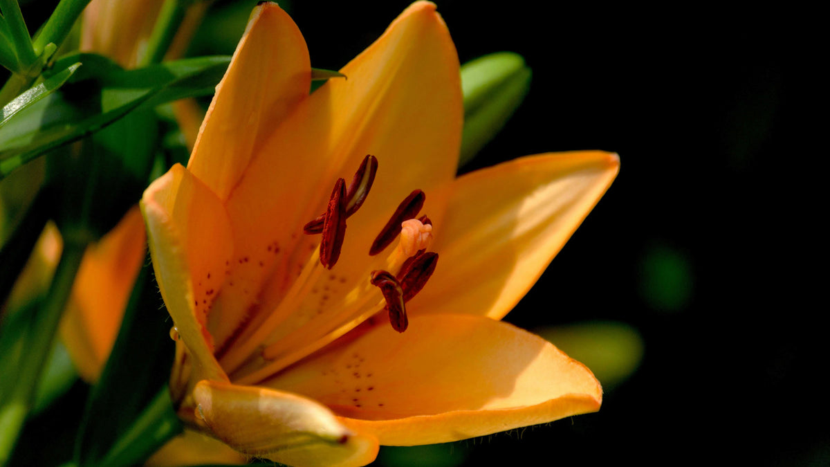 The Lily
