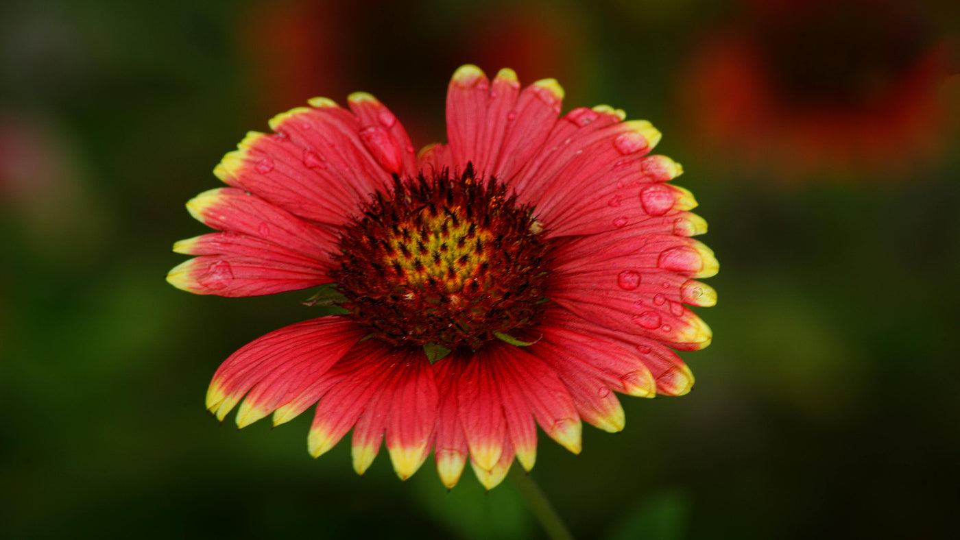 Firewheel